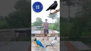 Bottons Rotating To Crow, Pigeon, Parrot, Peacock, - vfx magical video #shortsfeed #funny