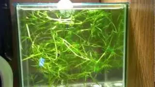 Marina Cubus Betta Kit with Guppy Grass and Guppies