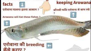 Arowana fish care: Tips for a healthy aquarium environment