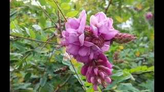 #Акация #Acacia Лиственные растения11 #Deciduous plants11 Декоративные растения
