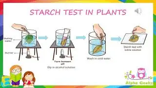 Starch Test in Plants - Module 1.8 (Chapter 1 - Olympiad Class 4 Science)