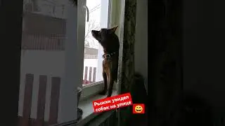Охрана. Наш Рыжик