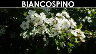 VErba Volant - Lo Spino fiorito?