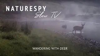 10 Minutes of Peaceful Wild Deer & Bird Song