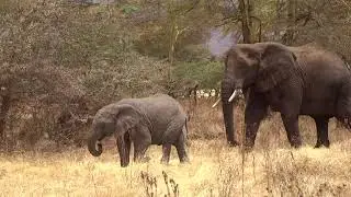 baby elephant