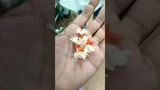 Ek mutho Golap Haat e 🥰