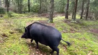 Tamed a wild boar | a walk in the forest.