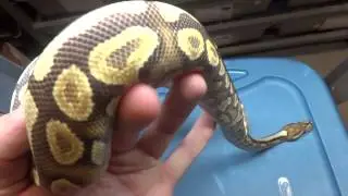 Ball Pythons at Safari Reptiles