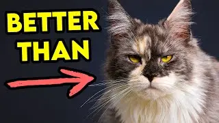 These Cat Breeds Can Be BETTER Than MAINE COONS!