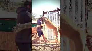 Her canlı özler... 