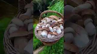 Вот это улов я понимаю!!!!    #грибы #Гриби  #грибиукраїни #mushrooms #mushroomhunting #蘑菇 #采蘑菇
