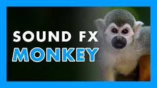 [ SOUND EFFECT ] -  MONKEY ambience 🙈🙉🙊