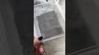 Подготовка семян перцев к посадке