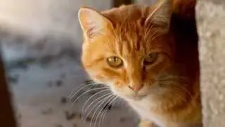 Китя китя. Маленький бездомный котёнок.