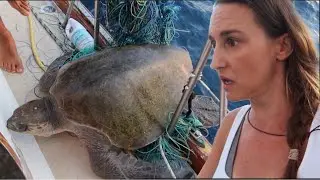 Pregnant at Sea with a SEA TURTLE  on my SAILBOAT 