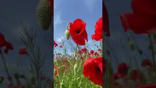 Мааааки 😍 целое поле маков в Ростовской области!