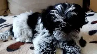 Shih Tzu Puppy