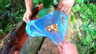 TÌM BẮT ĐUÔNG MÓC RỪNG VÀ CÁI KẾT BẮT CỰC NHIỀU