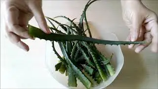 Алоэ -  Обновление   И  Хранение