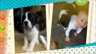 Bruiser & Camden Have a Playdate