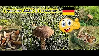 НЕМЕЦКИЕ ГРИБОЧКИ 2024