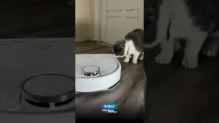 Кот и робот пылесос 