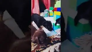 Щенки той-терьера
