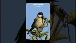 Great Tit calling on a Summer morning | Birds singing