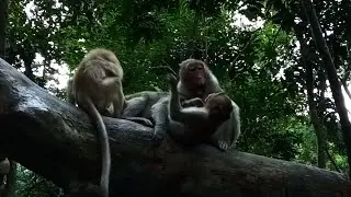 Wonderful Jane's family gather , Look very intimate with together, Peaceful wildlife family