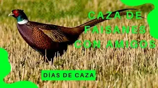 CAZA MENOR CON PERRO DE MUESTRA, FAISANES CON AMIGOS | DÍAS DE CAZA