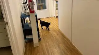 Lily & Oscar Kitty Mail!