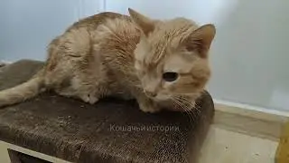 Имбирь, шок. вместо выяснения диагноза, пришлось спасать кота.
