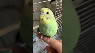 Педро педро #bird #попугаи #cute #animals #budgies