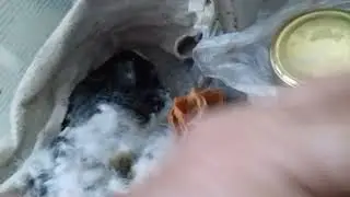 Как спасала утят