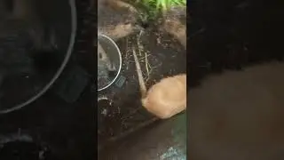 приплод нутрий