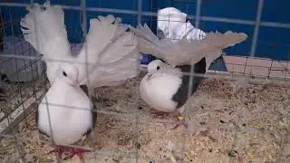 ЯРМАРКА ГОЛУБЕЙ. Рынок 