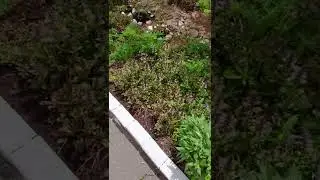 Весна в палисаднике