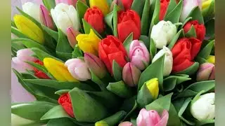 Девчонки с праздником 8 марта🌷🌷🌷. Girls with a holiday on March 8.