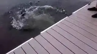 The states of the dogs falling into the water / / umarsızca suya düşen köpekler :)