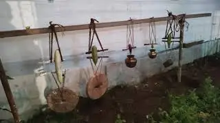 VANKAYA PANJA AT MACHILIPATNAM EVERY MUHARRAM 9th DAY SPECIAL