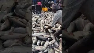 #shorts #fishfarming #vineelkarthikallinone Katla and Rohu Fish Farming | Fish Farming in Andhra