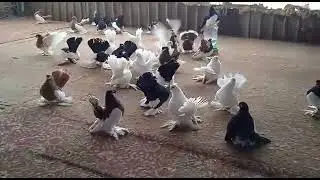 Статные голуби 2021