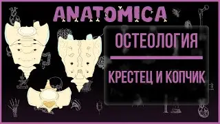 Sacrum and coccyx anatomy / Sacral spine / Osteology