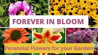 Forever in Bloom: Top 10 Perennial Flowers for your Garden
