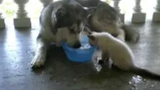 Harvey and Loki - Playing 5.