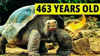 The Oldest Living Animals on Earth Today
