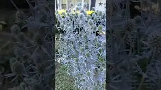 Eryngium/Blue Sea holly Perennial flower#garden #flower#blueseaholly#eryngium