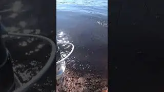 карась на реке Воронеж 