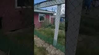 ПАВЛИНИЙ ХВОСТ и его грация, любоваться можно без конца