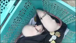 પાલતુ સફેદ ઉંદર